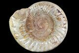 Wide Jurassic Perisphinctes Ammonite Fossil - Madagascar #72884-2